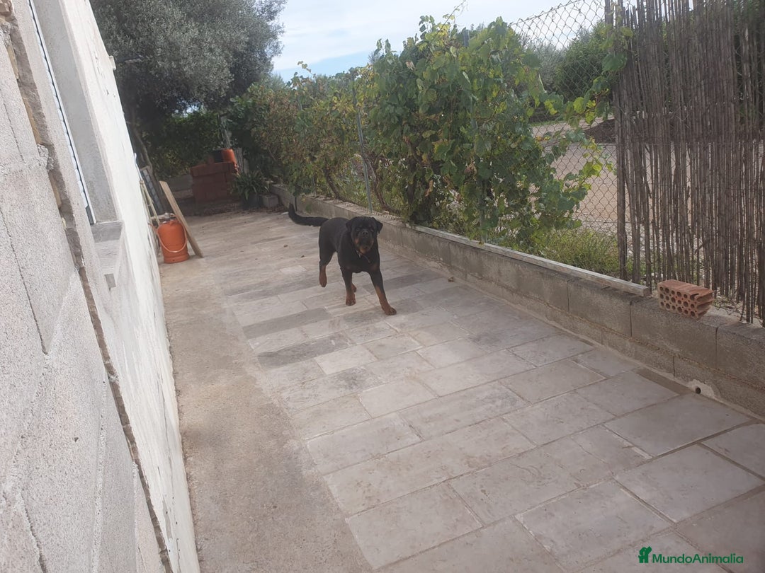 Rottweiler perros en venta: Espectacular cachorro  - Imagen 4
