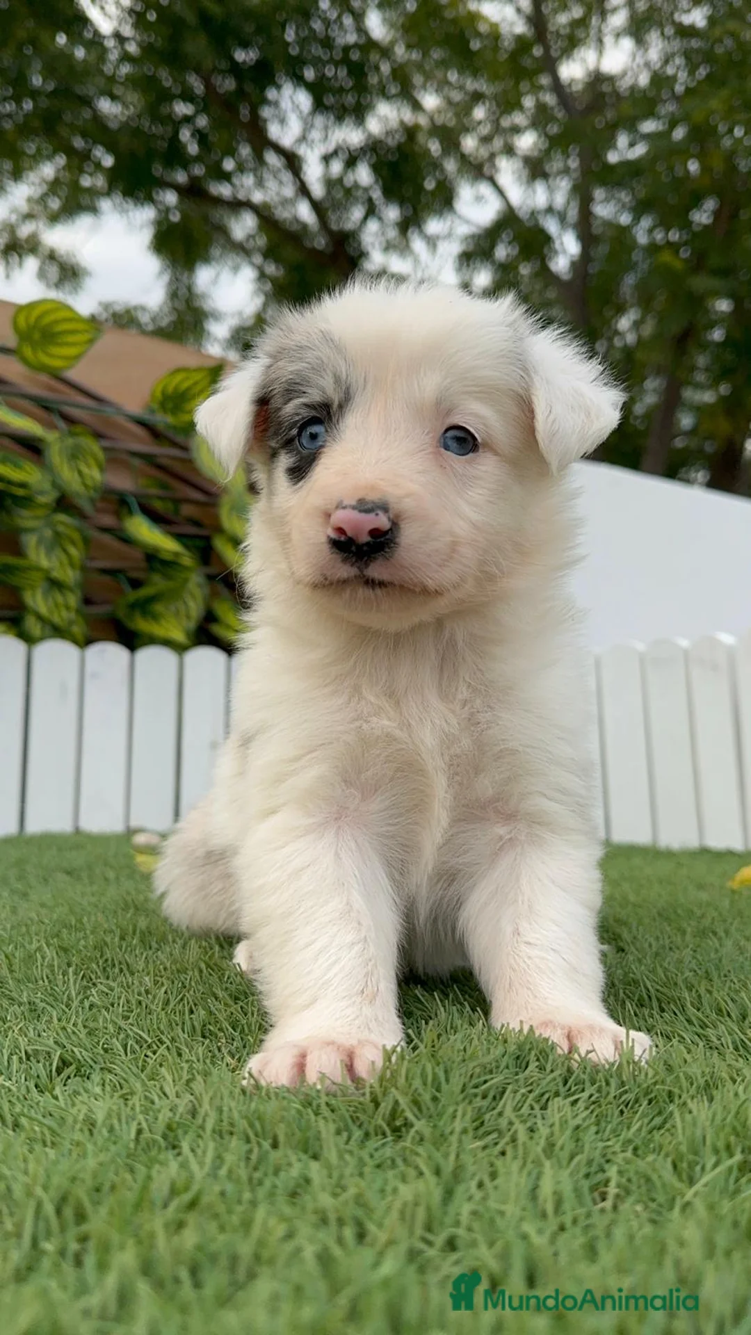 Border Collie perros en venta: BORDER COLLIE MACHO Y HEMBRA en Madrid - Anuncio 12