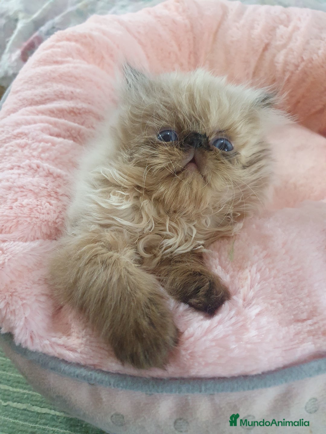 Himalayo gatos en venta: CACHORROS PERSAS HIMALAYOS  - Anuncio 4