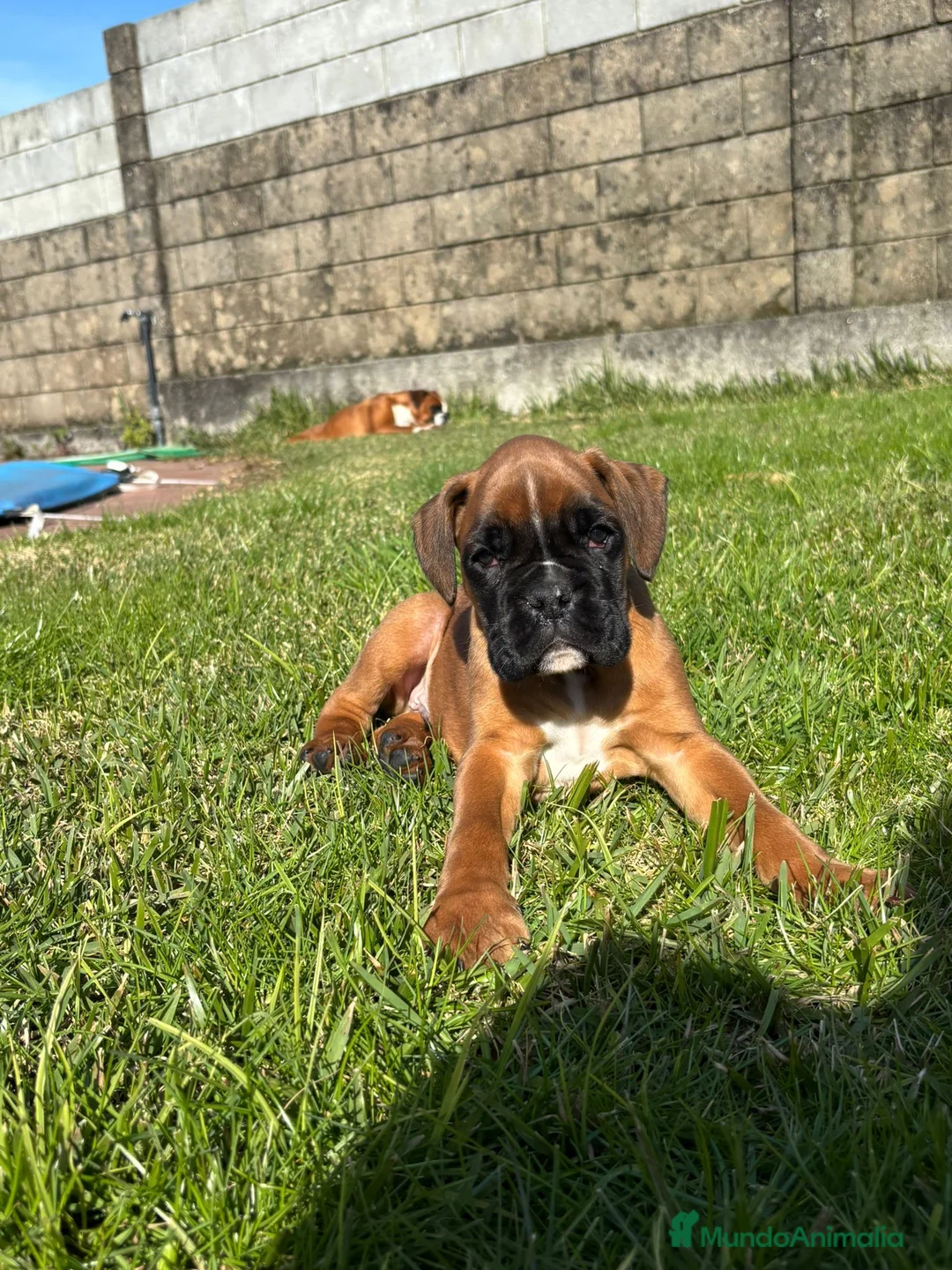 Boxer perros en venta: CACHORRO BOXER PONTEVEDRA - Anuncio 7