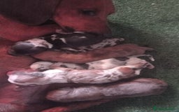 Teckel perros en venta: Teckel - Imagen 4