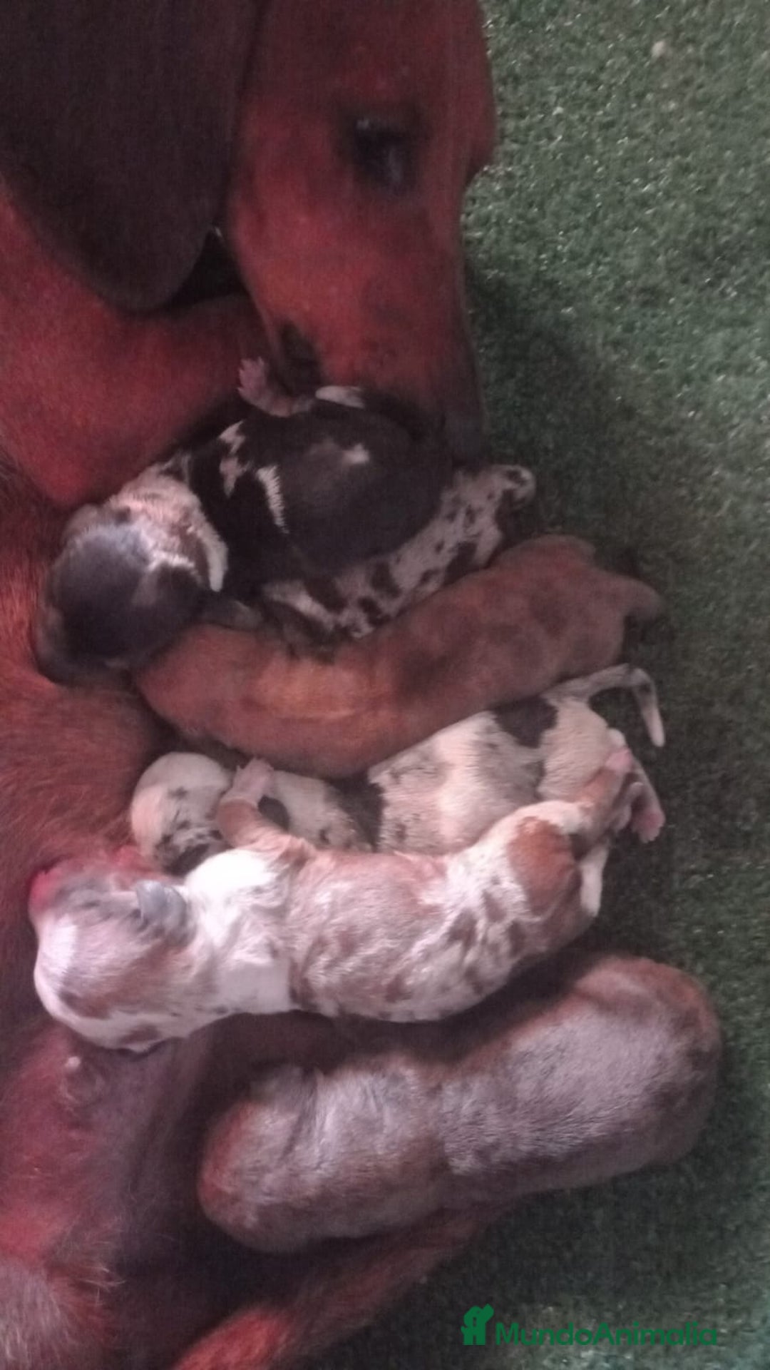 Teckel perros en venta: Teckel - Imagen 4