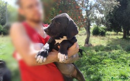 Dogo Alemán perros en venta: Gran danés/ dogo aleman hembra disponible  - Imagen 2