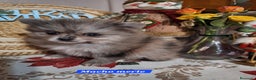 Pomerania perros en venta: Machito de pomerania merle - Anuncio 1