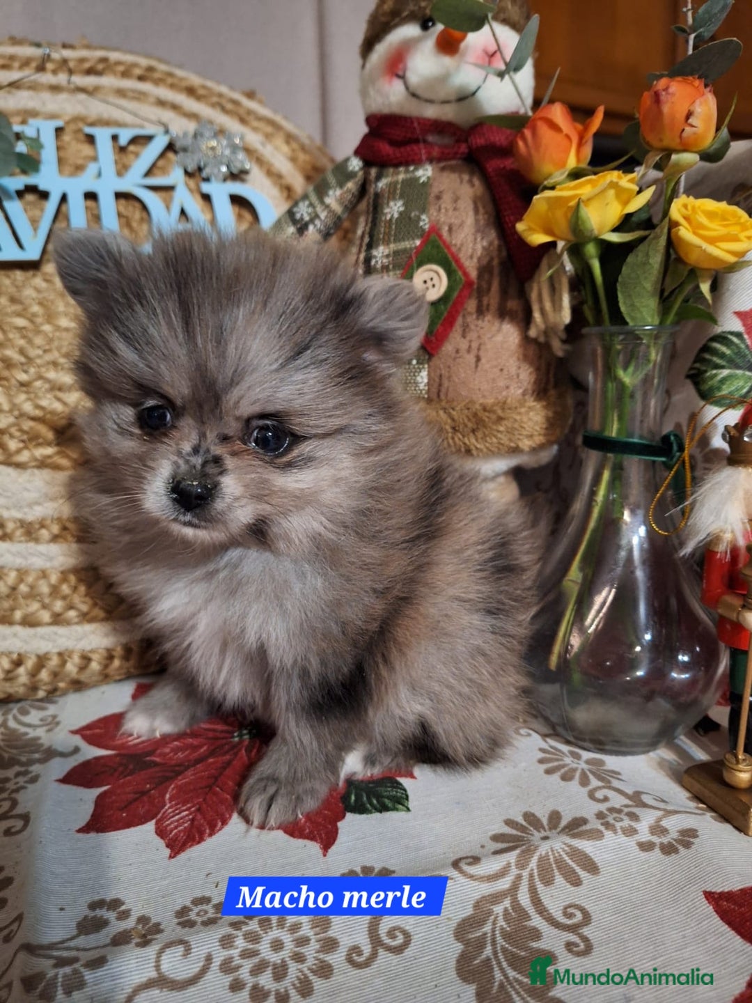 Pomerania perros en venta: Machito de pomerania merle - Anuncio 1