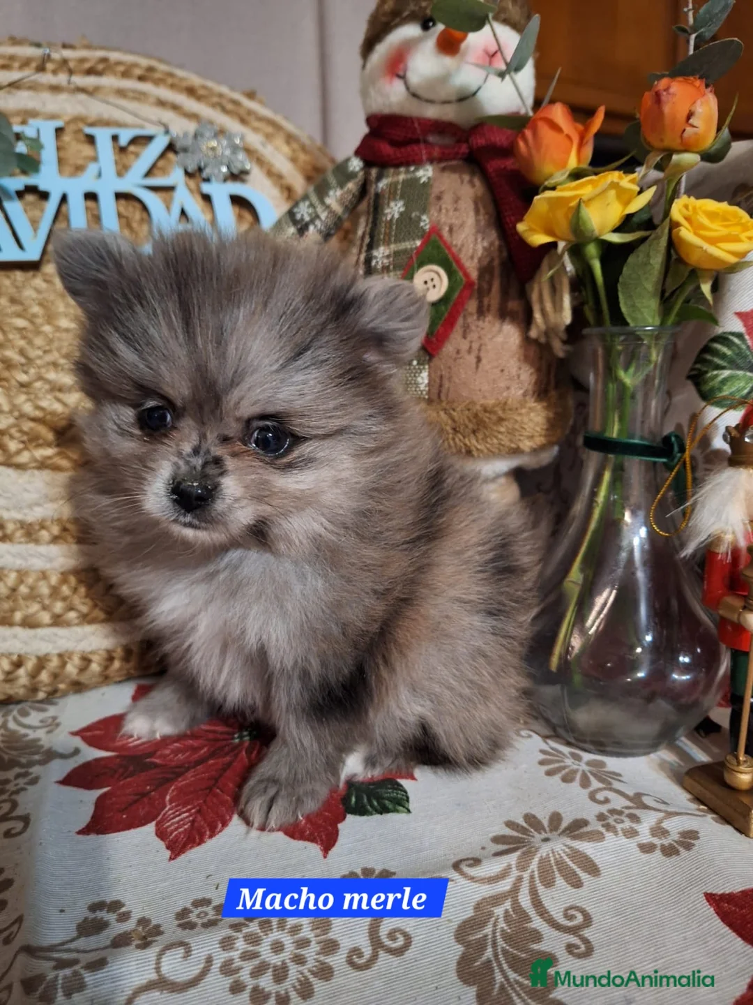 Pomerania perros en venta: Machito de pomerania merle - Anuncio 1