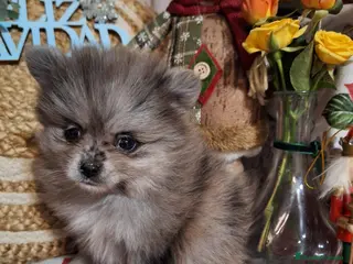 Pomerania perros Machito de pomerania merle - Anuncio 11