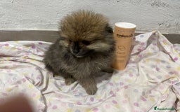 Pomerania perros en venta: Lulu pomerania mini toy  - Imagen 16