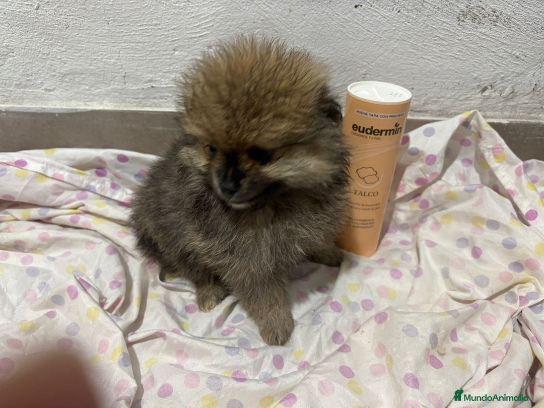 Pomerania perros en venta: Lulu pomerania mini toy  - Imagen 16