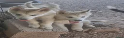 Alaskan Malamute perros en venta: Hembras de Alaskan Malamute  - Anuncio 3