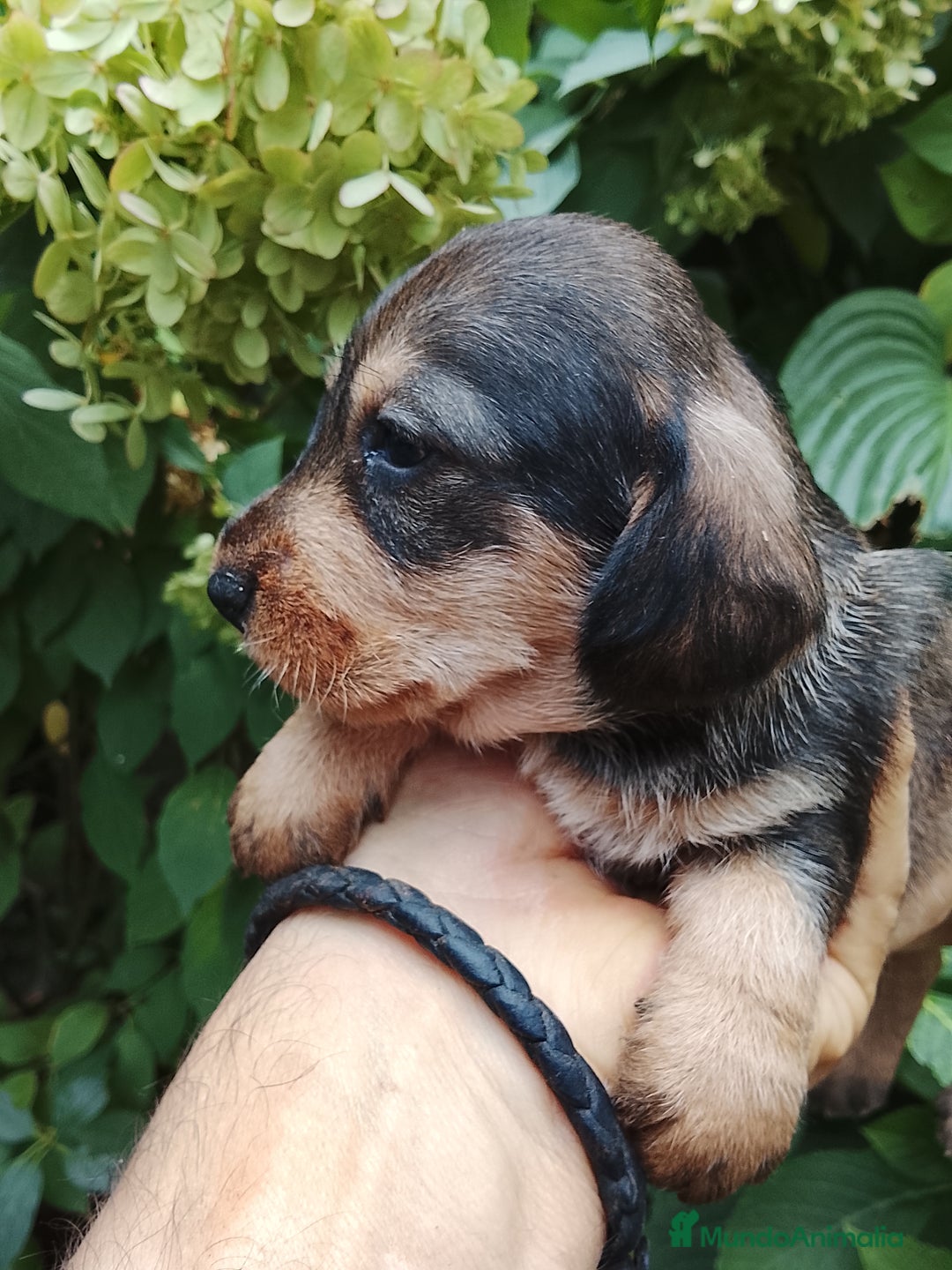 Teckel perros en venta: Teckel de pelo duro. - Imagen 1