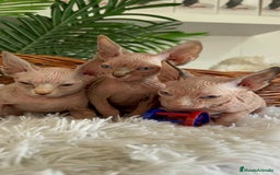 Sphynx gatos en venta: GATITAS SPHYNX - Anuncio 7