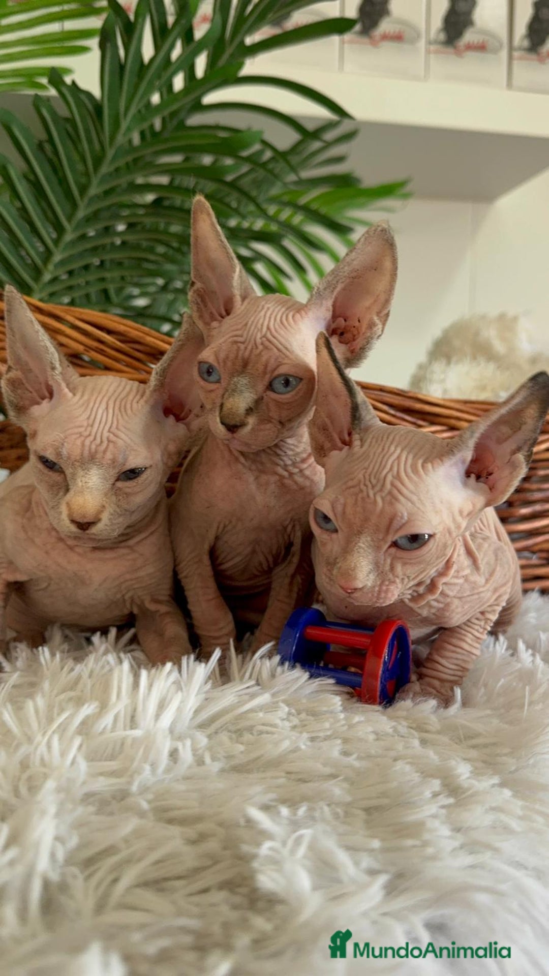 Sphynx gatos en venta: GATITAS SPHYNX - Anuncio 7