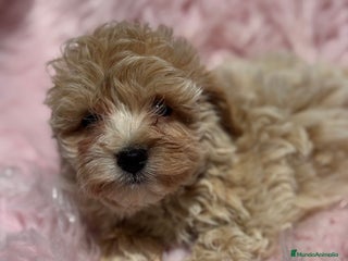 Maltipoo perros - Anuncio 35