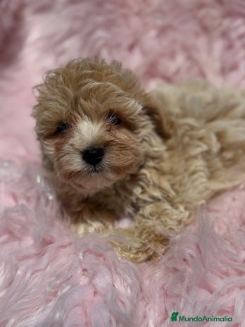 Maltipoo perros - Anuncio 13