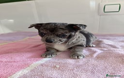 Chihuahua perros en venta: Chihuahua macho  - Imagen 1