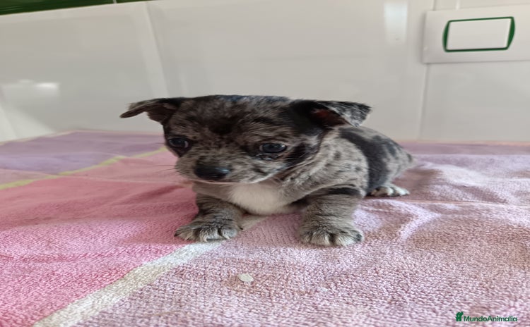 Chihuahua perros - Anuncio 2