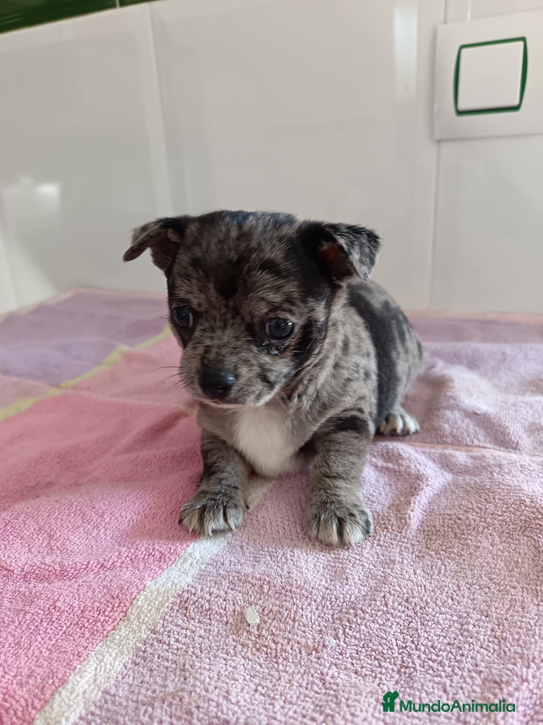 Chihuahua perros en venta: Chihuahua macho  - Imagen 1