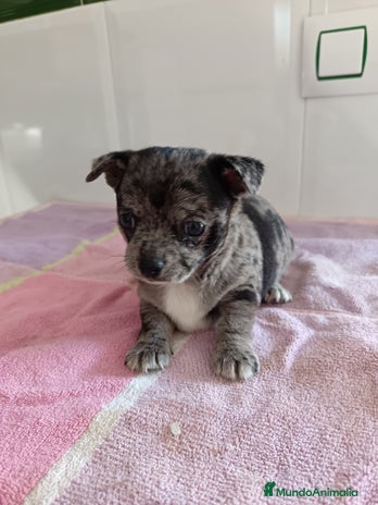 Chihuahua perros - Anuncio 4