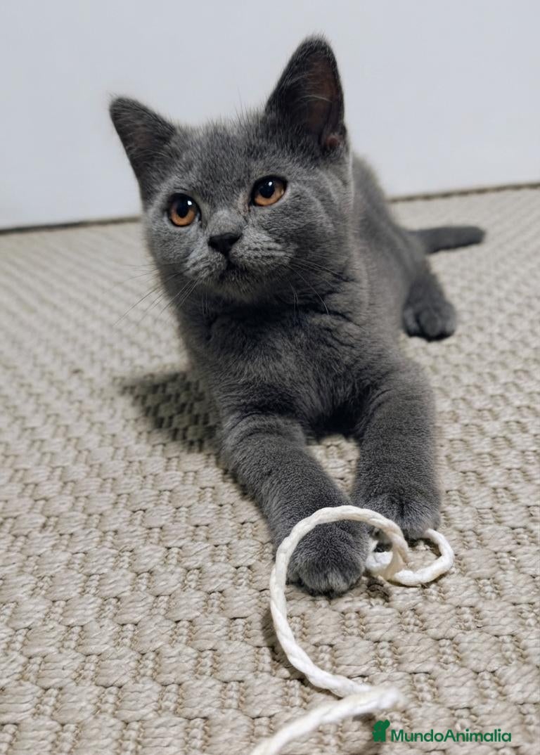 Británico de Pelo Corto Azul gatos Gatito British Shorthair  - Anuncio 2