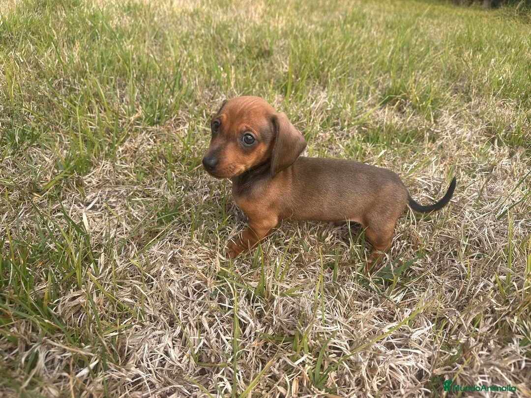 Teckel Miniatura perros en venta: Teckel muy pequeñitos - Anuncio 2