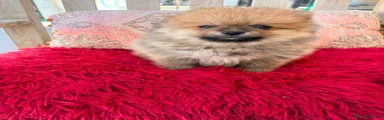 Pomerania 1