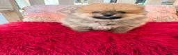 Pomerania perros en venta: Pomerania toy  - Anuncio 4