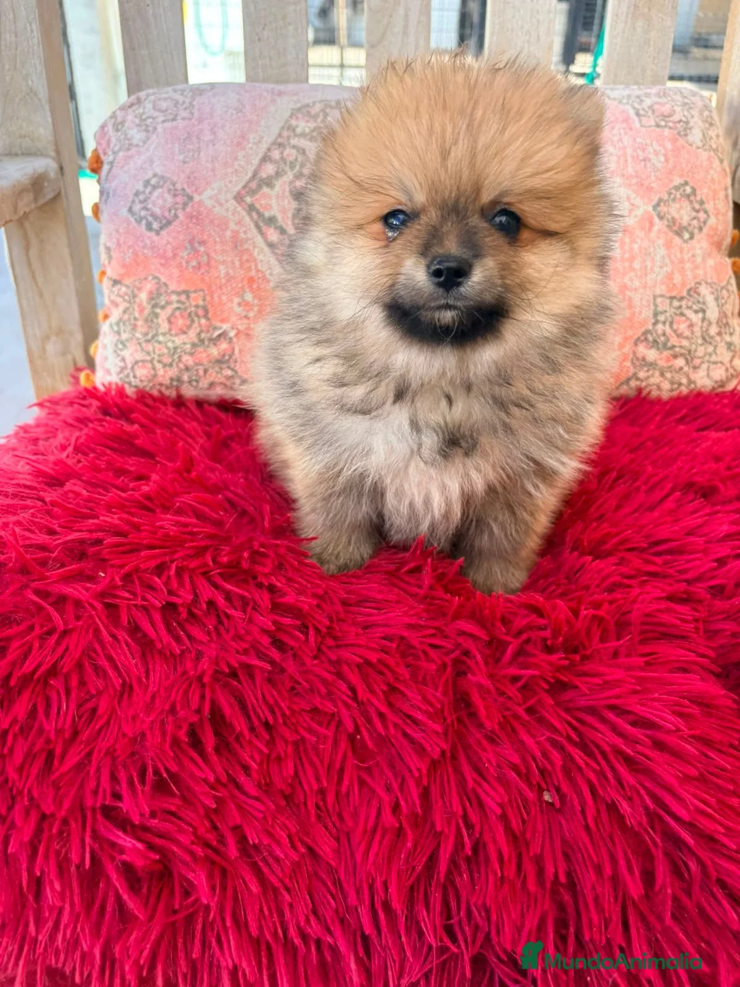 Pomerania perros en venta: Pomerania toy  - Anuncio 4