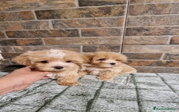 Maltipoo perros en venta: MALTIPOO MIRCO Y MICRO/TEA CUP - Imagen 3