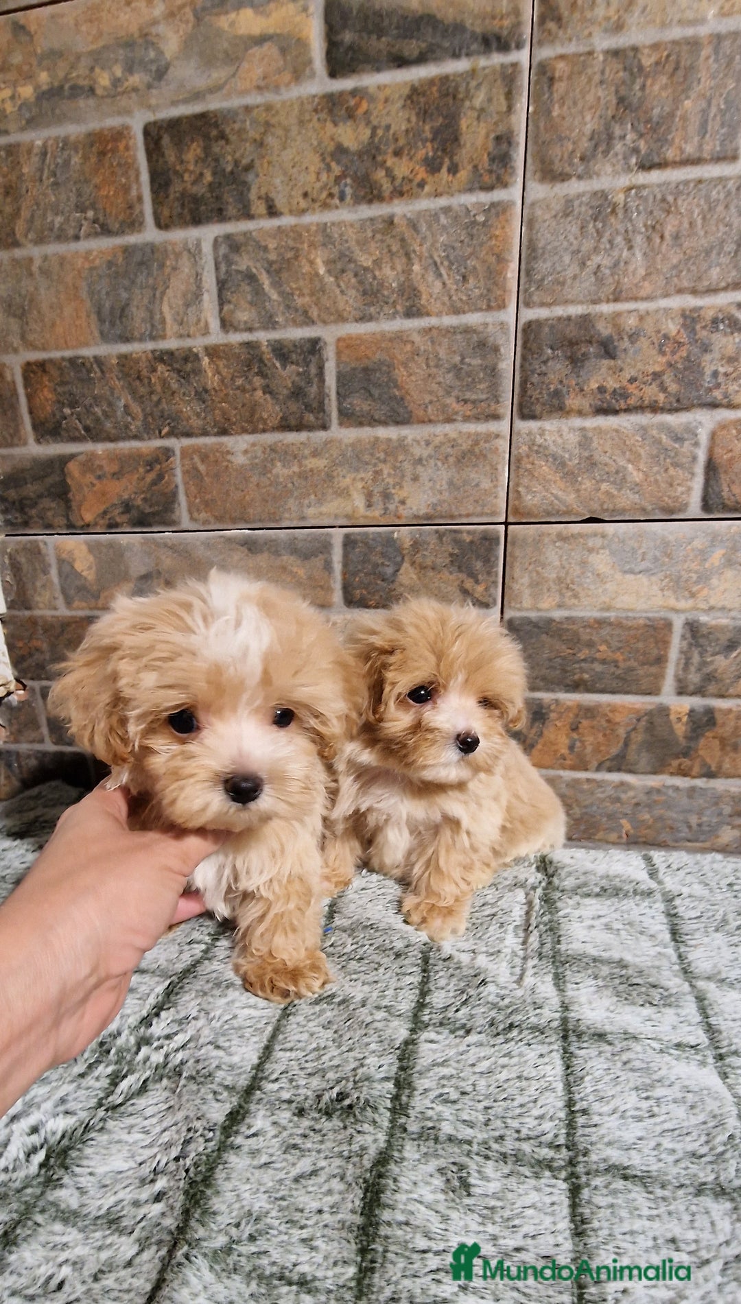 Maltipoo perros en venta: MALTIPOO MIRCO Y MICRO/TEA CUP - Imagen 3