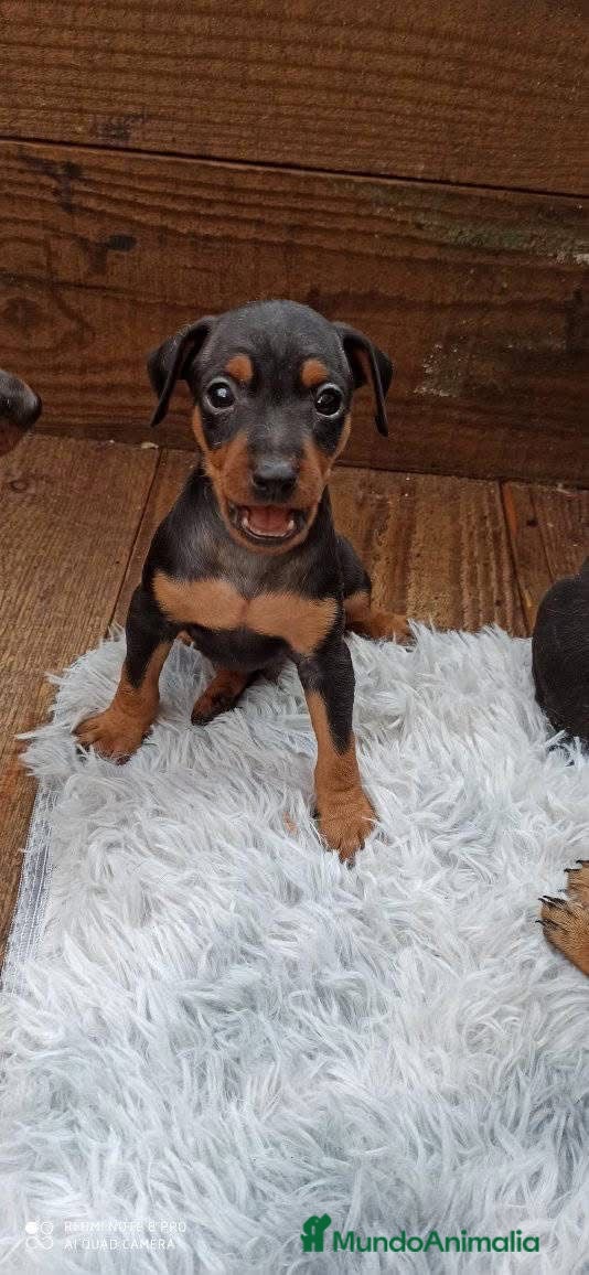 Pinscher Miniatura perros PINSCHER MINIATURA // ENTREGA INMEDIATA !! - Anuncio 2