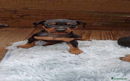 Pinscher Miniatura perros en venta: PINSCHER MINIATURA // ENTREGA INMEDIATA !! - Anuncio 2