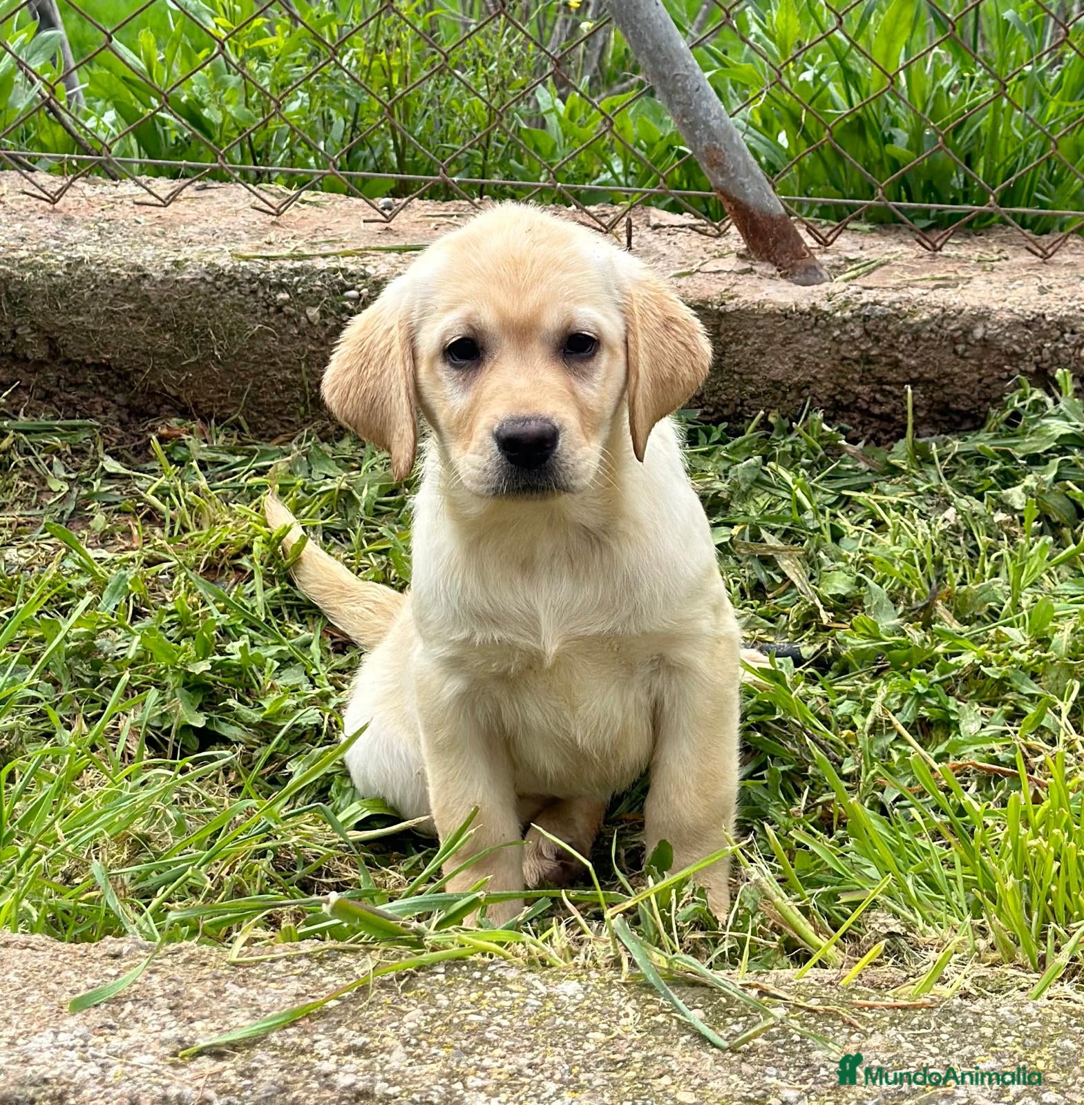 Labrador Retriever perros Labrador rubio en Barcelona - Anuncio 11