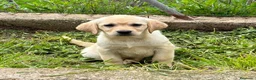Labrador Retriever perros en venta: Labrador rubio en Barcelona - Anuncio 1