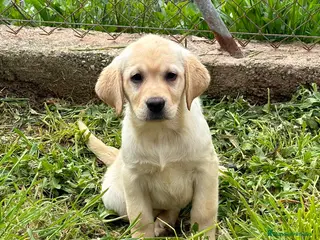 Labrador Retriever perros Labrador rubio en Barcelona - Anuncio 29