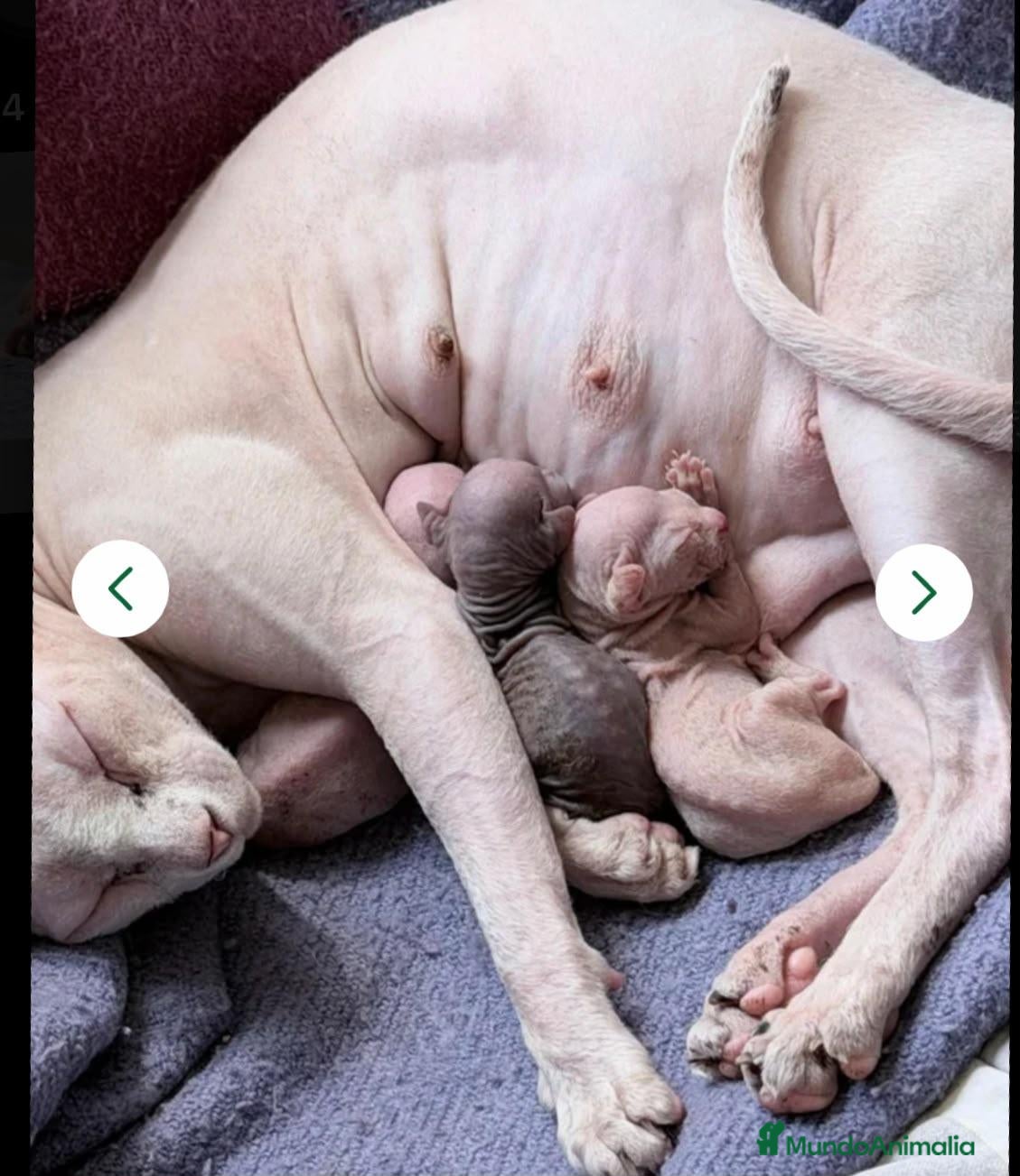 Sphynx gatos Fabuloso Spynx blanco ocuro - Anuncio 1