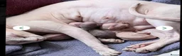 Sphynx gatos en venta: Fabuloso Spynx blanco ocuro - Anuncio 1