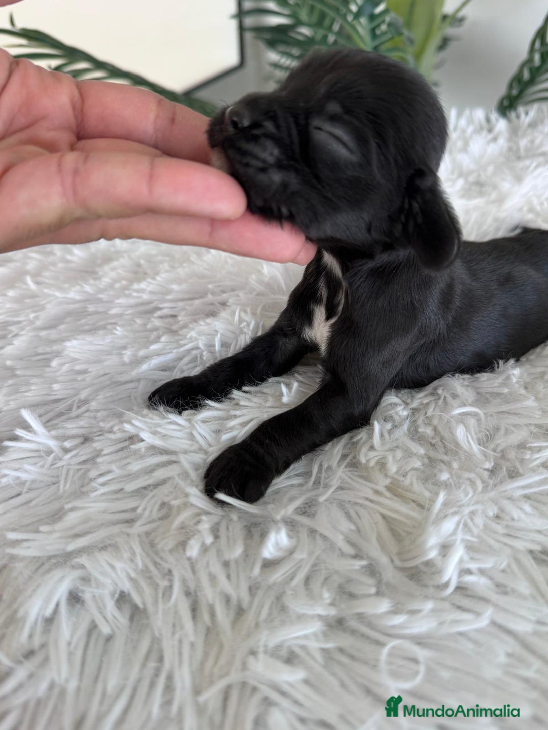 Cocker Spaniel Inglés perros en venta: COCKER MACHO - Imagen 11