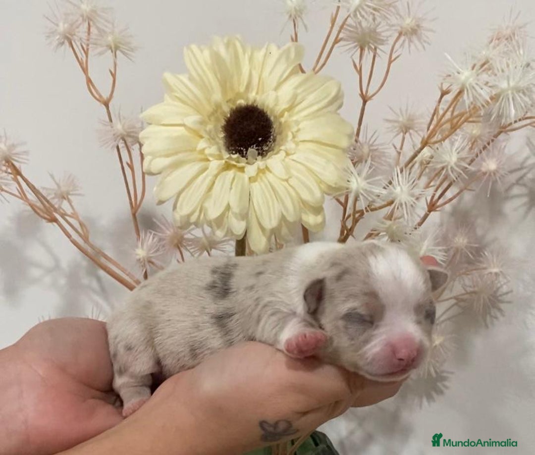 Chihuahua perros en venta: Chihuahua  - Anuncio 2