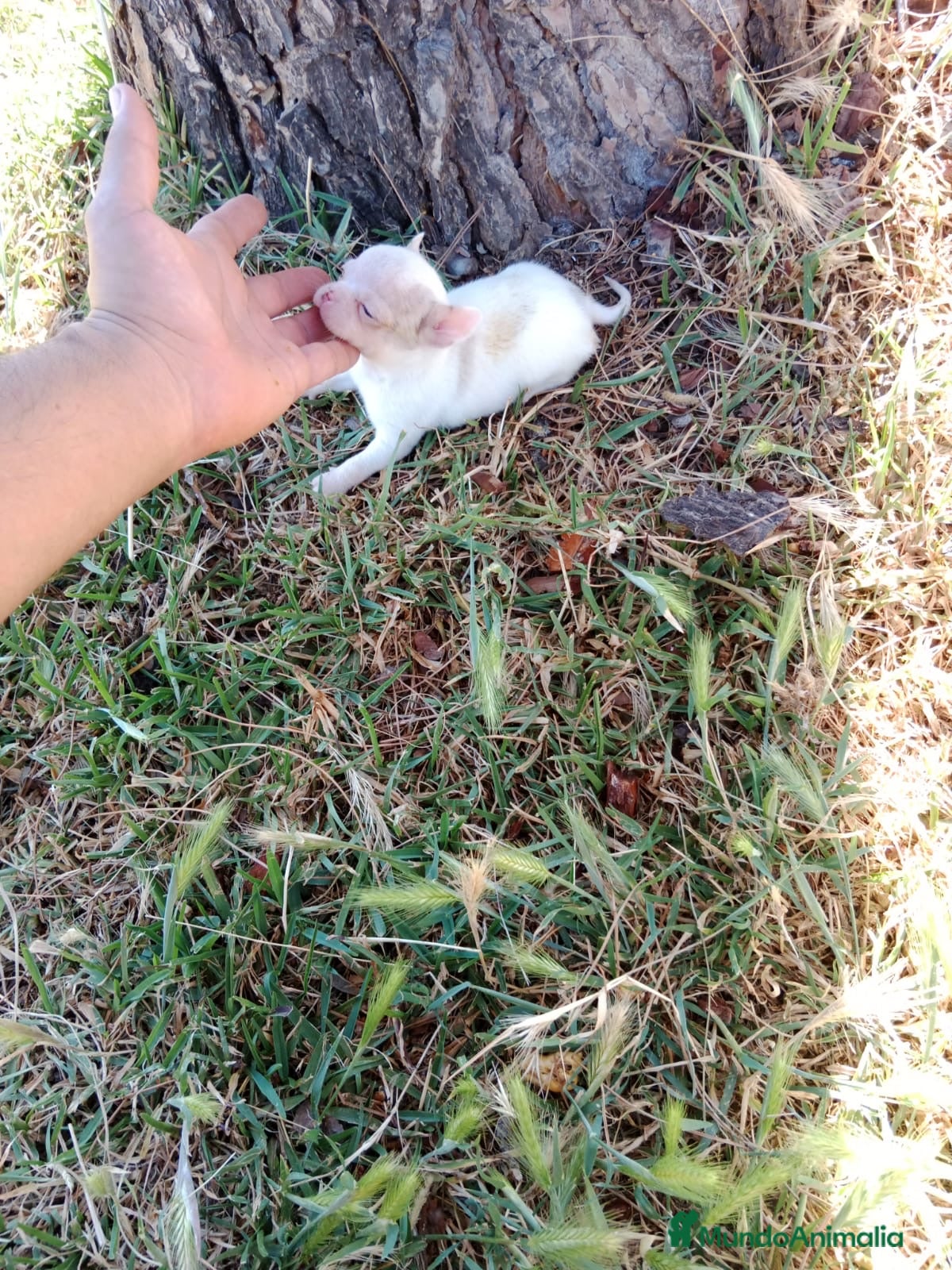 Chihuahua perros Chihuhua macho  - Anuncio 1