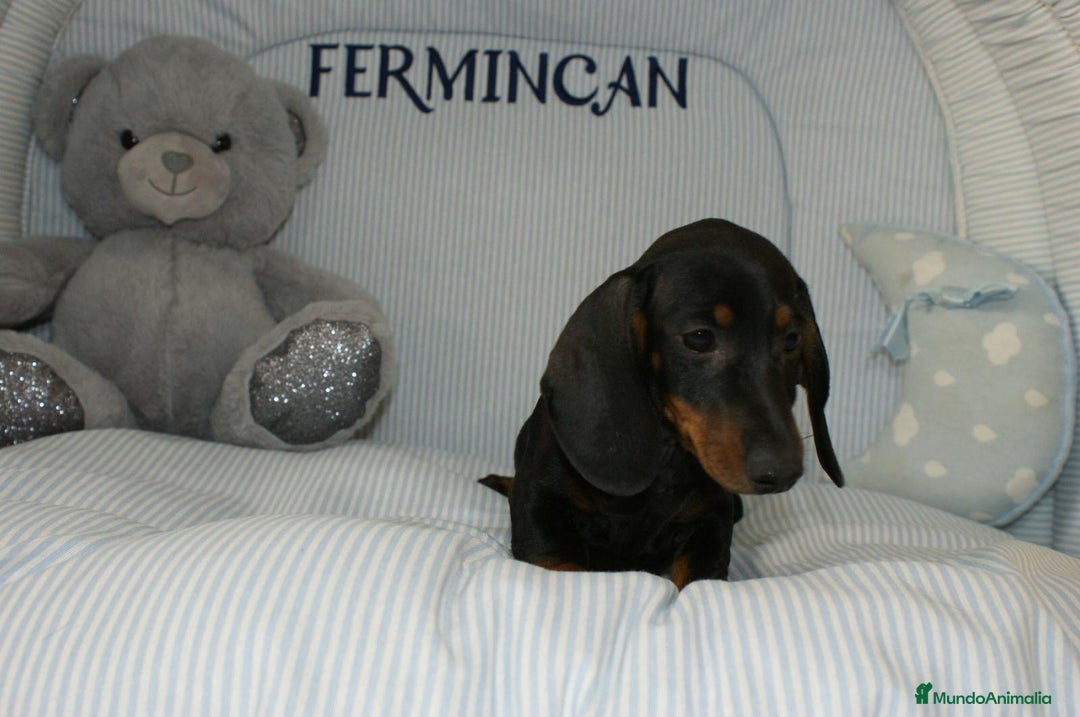 Teckel perros en venta: TECKEK KANINCHEN N/F - Anuncio 3