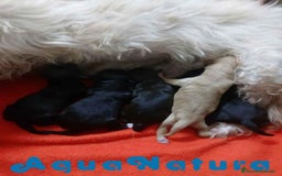 Raza Mixta perros en venta: Havapoo Hembra 3 de Leo y Alejo AQUANATURA - Imagen 8