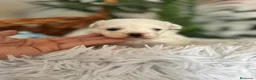 Bichón Maltés perros en venta: BICHON MALTES - Anuncio 16