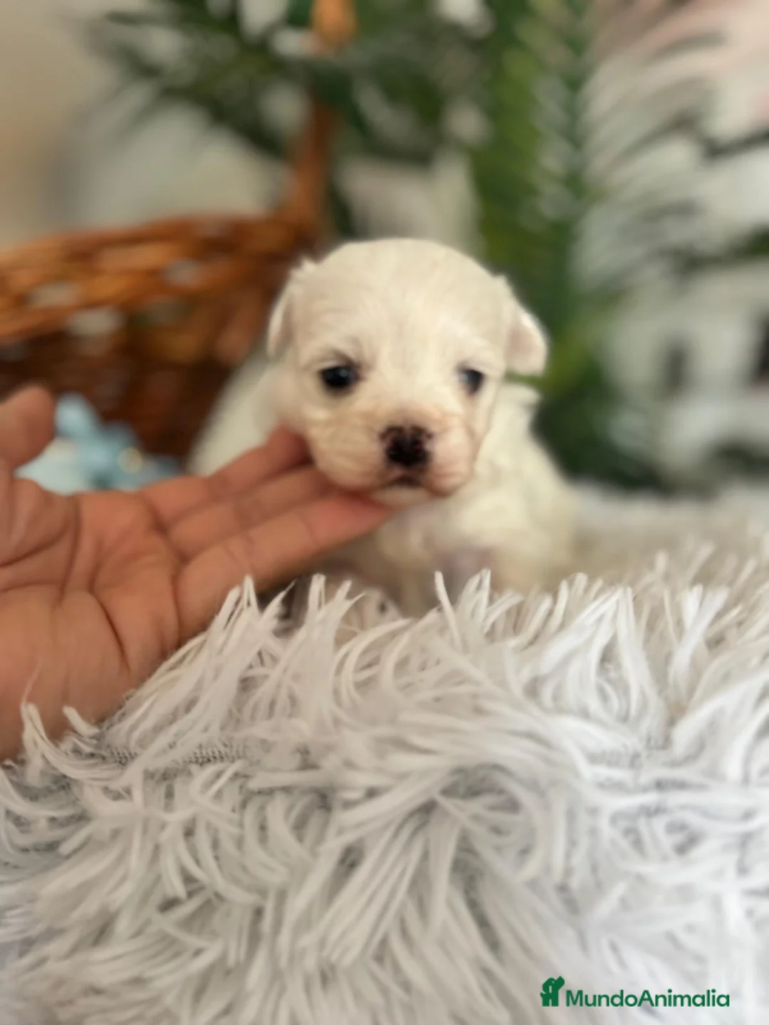 Bichón Maltés perros en venta: BICHON MALTES - Anuncio 16