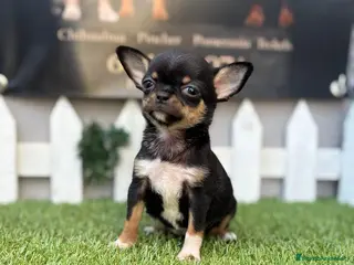 Chihuahua perros Chihuahuas - Anuncio 1