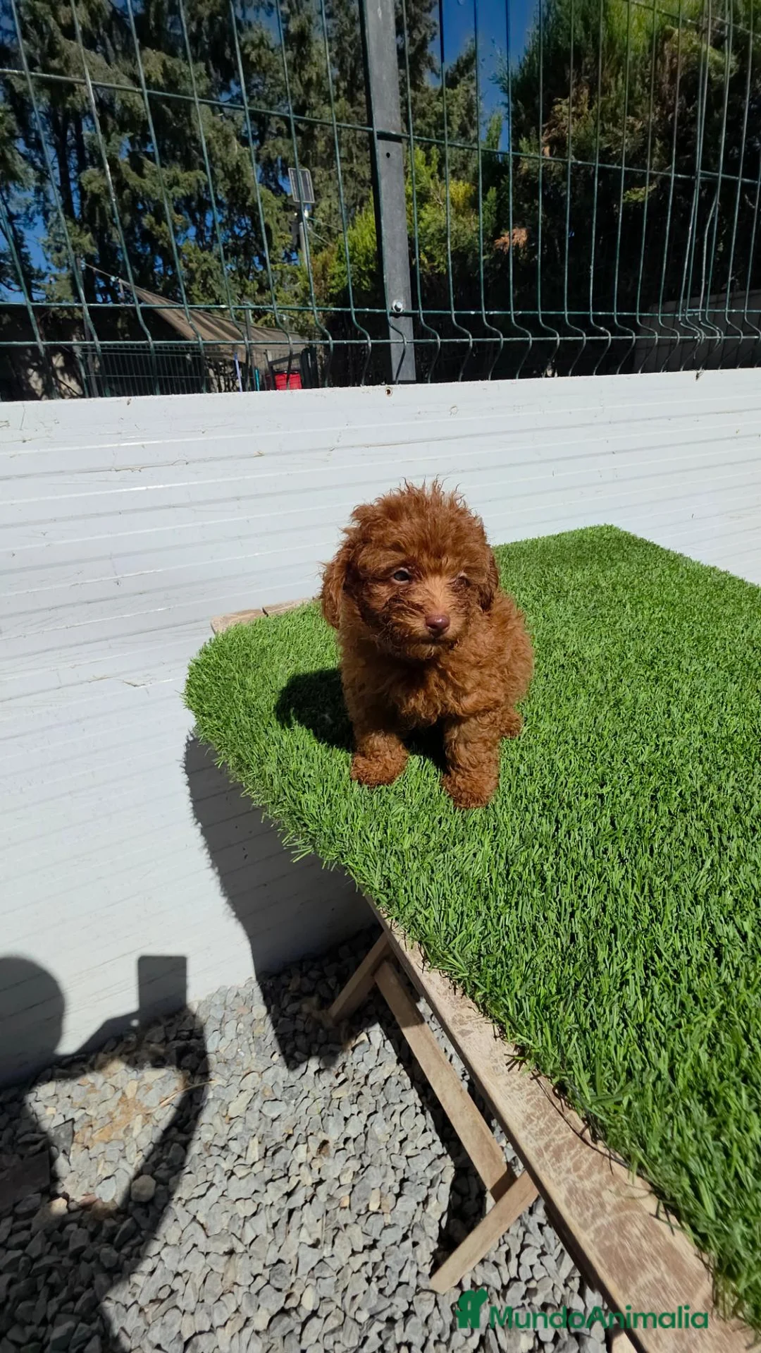 Caniche Toy perros en venta: Caniches ASIÁTICOS 604370339 - Anuncio 2