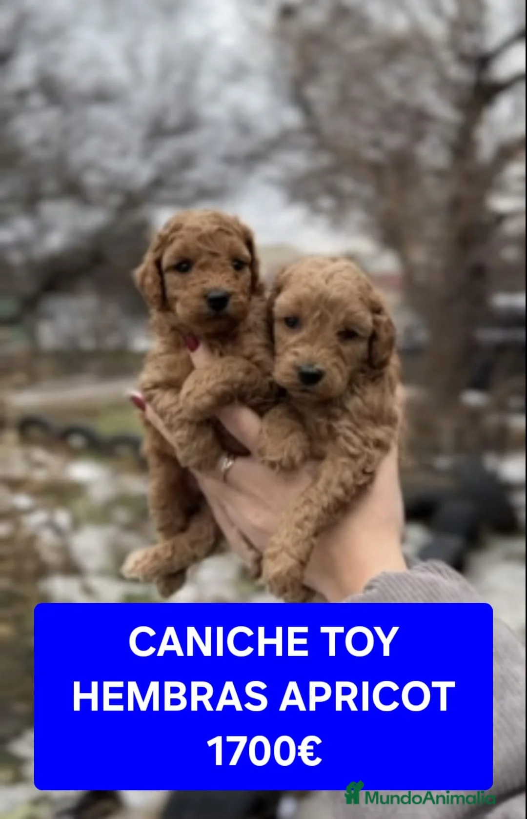 Caniche Toy perros en venta: Cachorros caniche toy - Anuncio 8