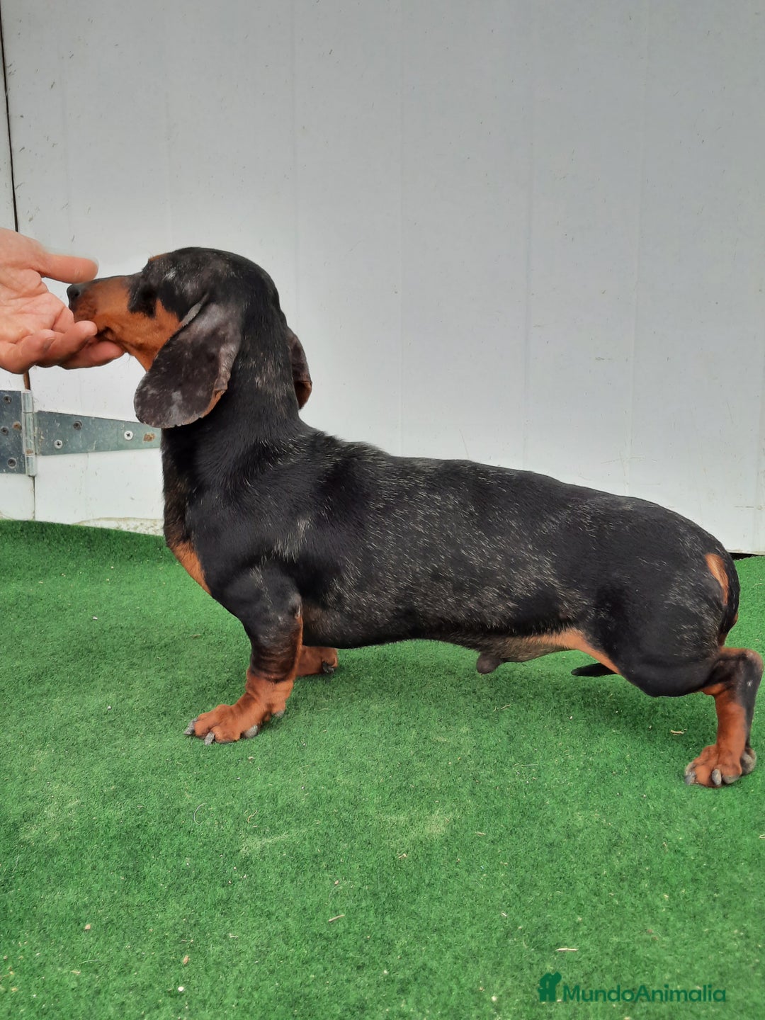 Teckel perros en venta: Teckel  - Imagen 4