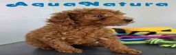 Caniche Toy perros en venta: Caniche Macho 1916 AQUANATURA - Anuncio 3