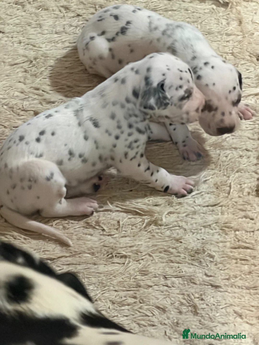 Dálmata perros en venta: Dalmatas - Anuncio 6